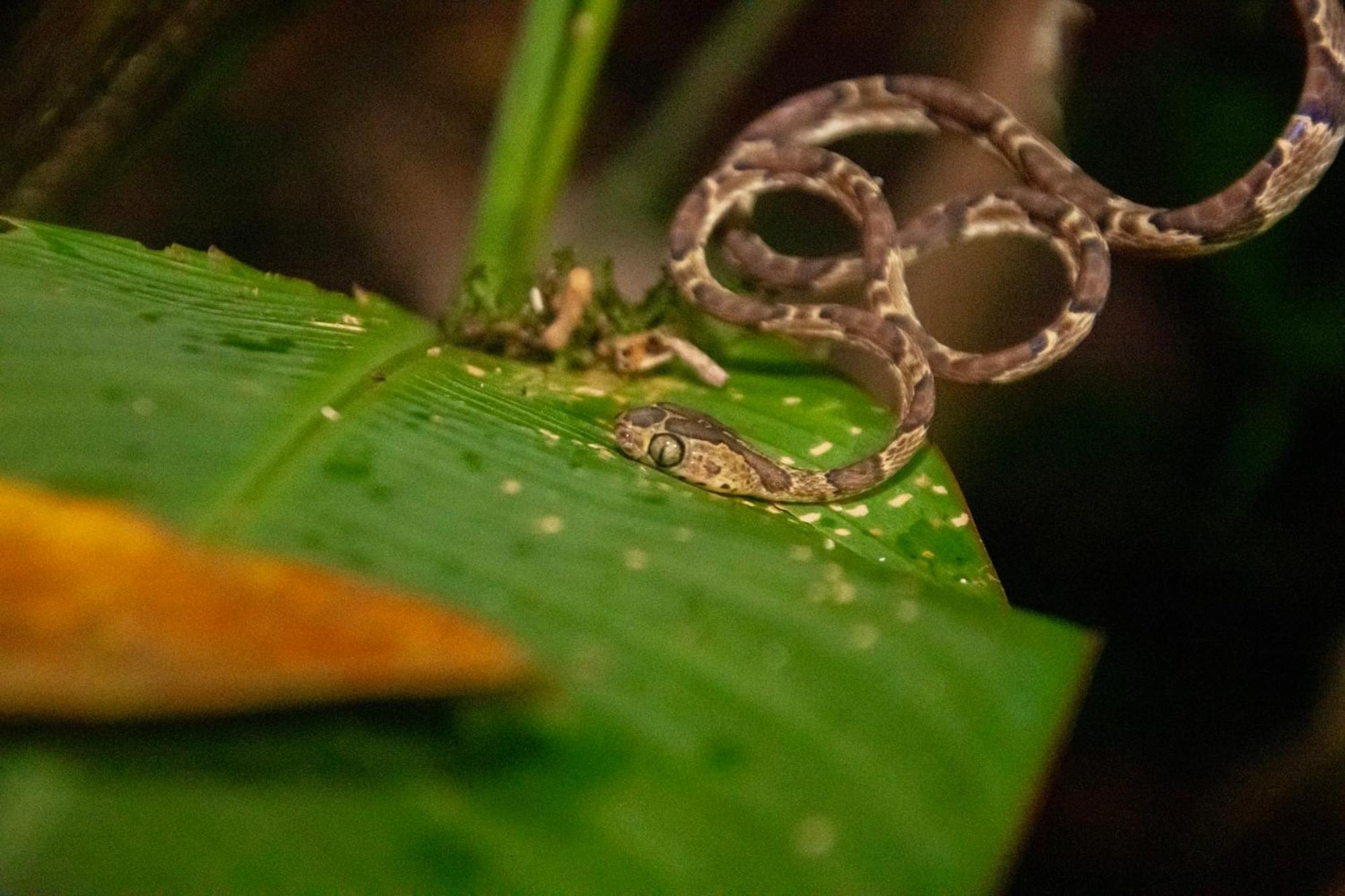 Carey Lodging Tortuguero Exteriör bild